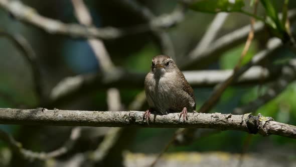 Eurasian wren (Troglodytes troglodytes)