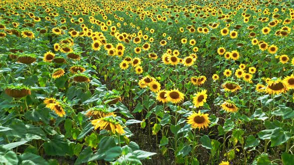 Aerial view of blooming sunflower field in summer.