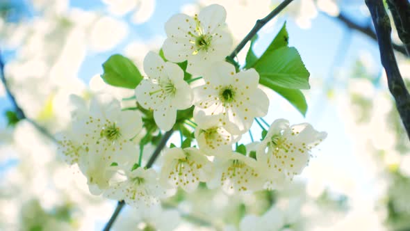 White Blooming Cherry Tree