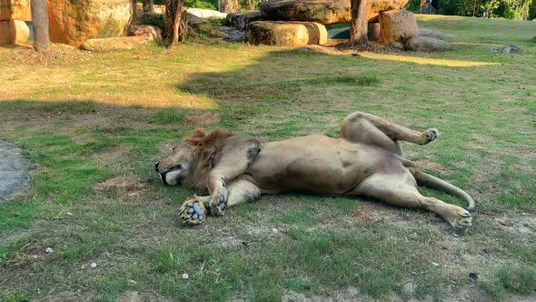 Lazy Lion Lies on Its Back with Its Paws Spread Out to the Sides