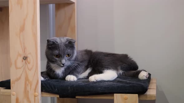 Portrait of a cute funny gray fold cat
