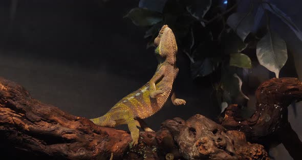 Panther Chameleon, furcifer pardalis, Adult standing on Branch, Madagascar, Slow motion 4K