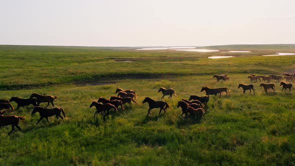 Wild Horses Running Wild Mustangs Run on the Beautiful Green Grass Dust From Under the Hooves