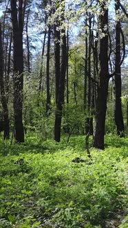 Vertical Video of Green Forest During the Day