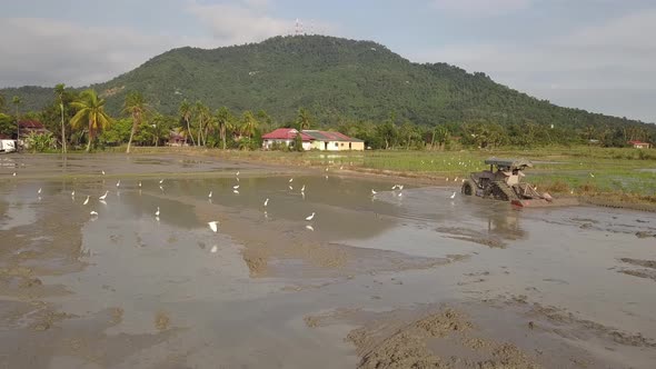 Farmer work at paddy field.