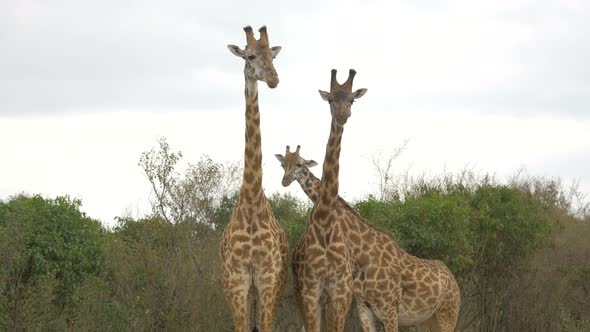 Three giraffes at the Masai Mara National Park