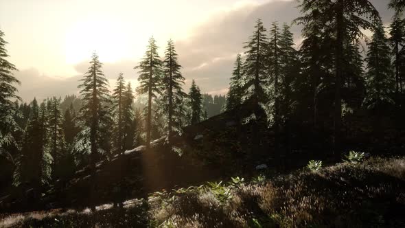 Sunrise in Autumn Forest alt