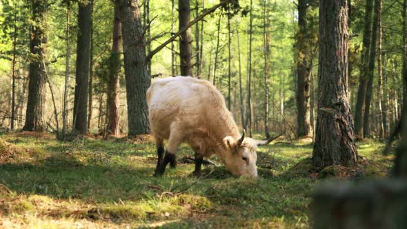 Wild Highland Cows Grazing in Baltic Forest in Engure Eating Grass and Moss