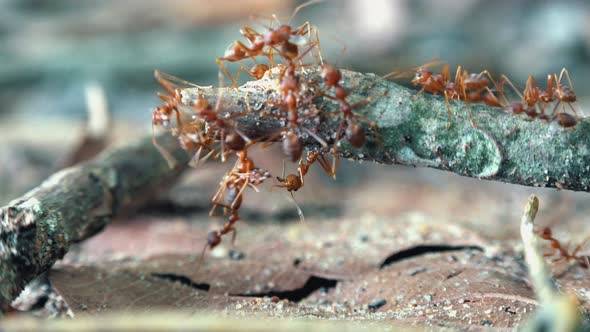 Red Weaver Ants Climbing Along a Small Branch