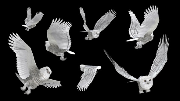 Arctic Owls - Flying Flock - Seven Birds - Transparent Transition