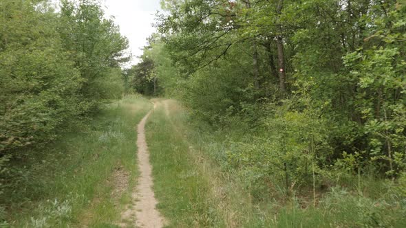 Trekking through the forest POV 4K footage