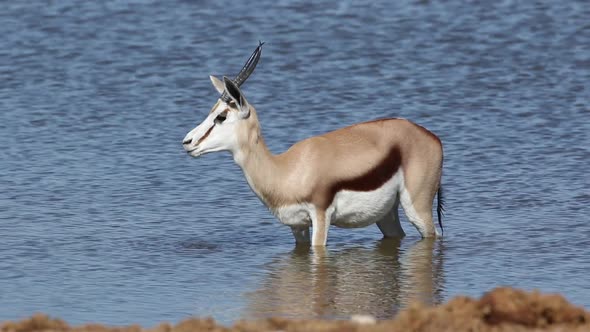 Springbok Antelope Drinking Water - Etosha