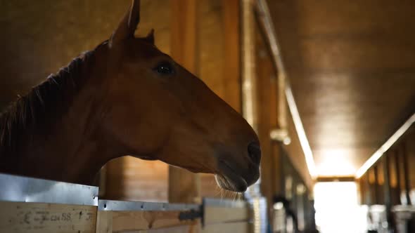 Beautiful Brown Horse Stands in Stable and Looks at You