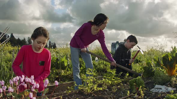 Three kids working in an organic vegetable garden weeding and watering plants