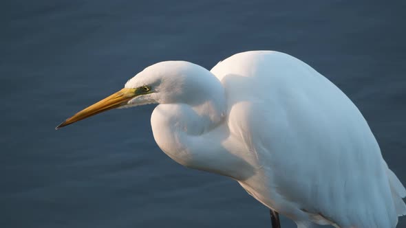 Great white heron. Close-up