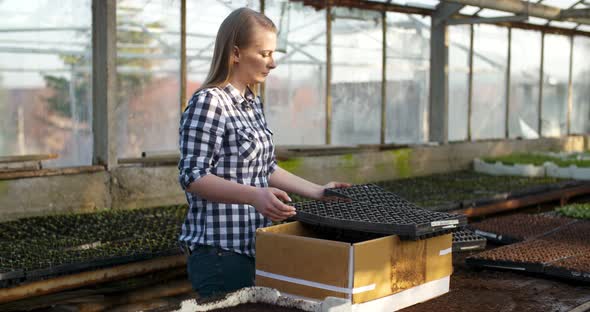 Close Up of Female Gardener Arranges Seedlings