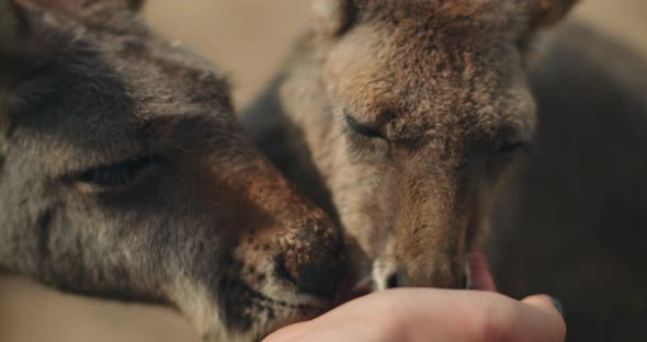 Little eastern grey kangaroos eating from a person's hand, close up, BMPCC 4K