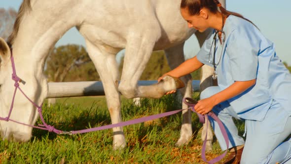 Veterinarian doctor checking the horse 4k