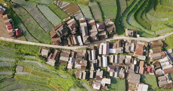 the vegetable plantation with village and dense of trees that planted with brocolli, cabbage, potato