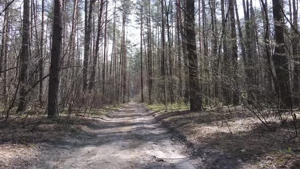 Aerial View of the Road Inside the Forest