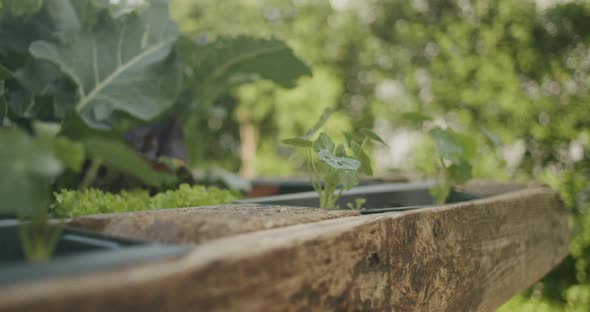 Close up shot of watering some small growing herbs growing in a raised bed. Handheld camera shot wit