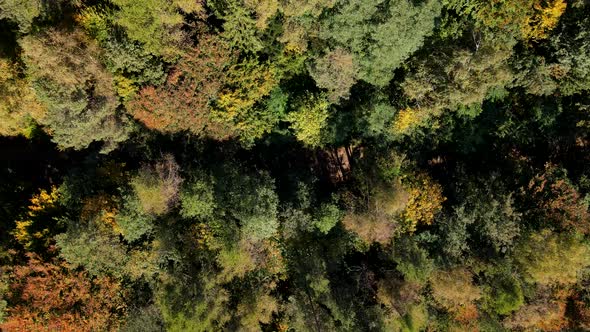 Overhead View of the Car on Trail Road in Autumn Forest