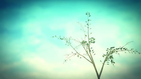 A time-lapse animation of growth of a lonely tree in windy environment. HD