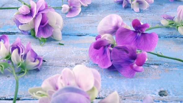 Colorful summer garden flowers: lilac sweet pea on the vintage wooden light blue background.