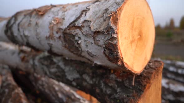 Birch Logs Lie on the Ground Near the Forest