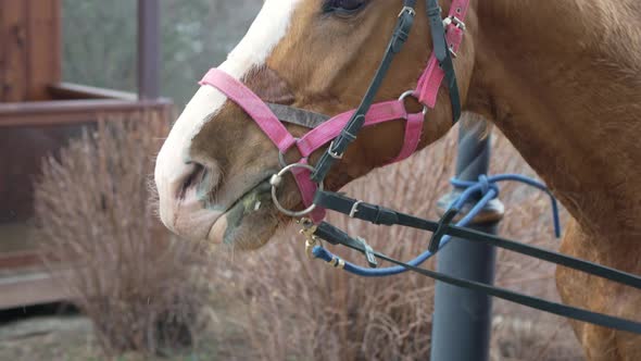 Harnessed Horse with a White Spot on the Muzzle Eats Bread From a Man's Hand