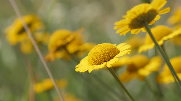 Yellow Anthemis Cota  Tinctoria Kelwayii  flower in the field close-up 4K 2160p 30fps UltraHD footag