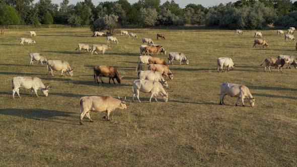 Grazing Cows 32