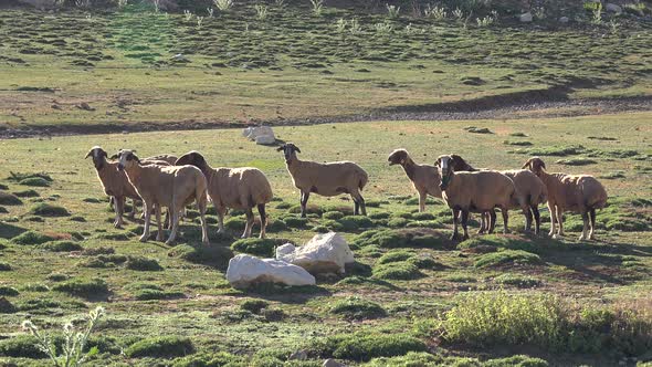 Newly Sheared Sheep Herd in Mountain at Morning