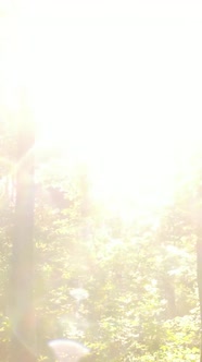 Vertical Video of a Forest in an Autumn Day