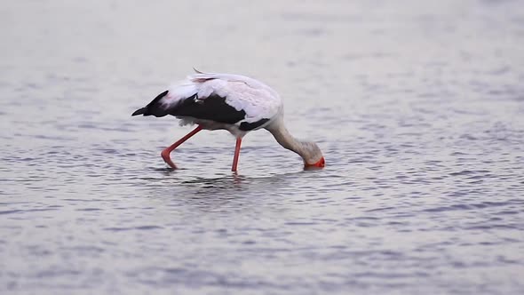 Yellow-billed Stork hunts for food in the river bottom, select focus