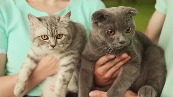 Guy and Girl Holding Hands on the Scottish Fold Cat and Gray British Cat