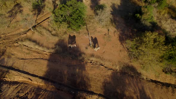 Zebras Casting Shadows On African Savanna Safari Reserve Trail, Aerial