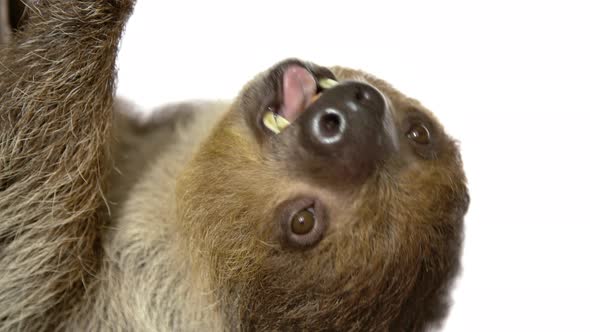 Chewing sloth slow motion on white background - close up animal face