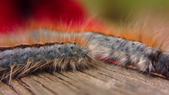 Extreme macro close up and extreme slow motion of a Western Tent Caterpillar passing in front of ano