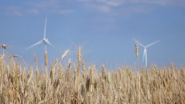 Wind Farms in Rural Areas Against the Background of Agricultural Fields. Close Up