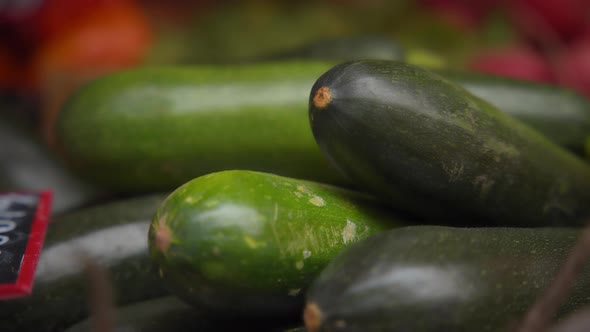 Freshly harvested zucchini