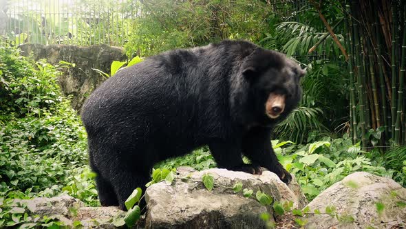 Bear In Zoo Moving Around