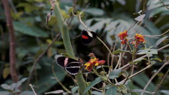 Postman Butterfly Flapping Its Wings, Another One Is Perched On The Flower - wide