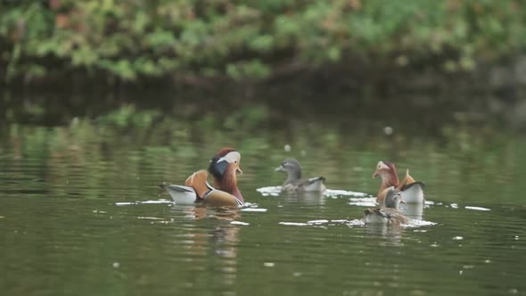 Group of Mandarin ducks on a lake in slow motion