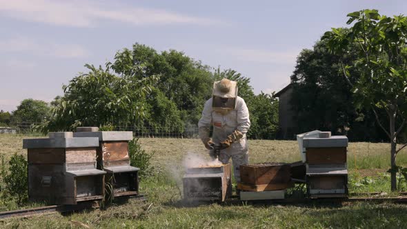 Beekeeper is working with bees and beehives