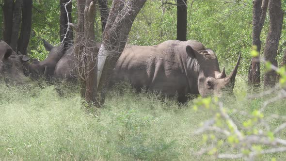 Group of rhinos in the forest of Hlane Royal National Park