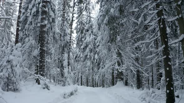 Winter Forest