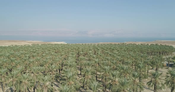 Aerial view of a palm trees plantation along Dead sea, Negev, Israel.