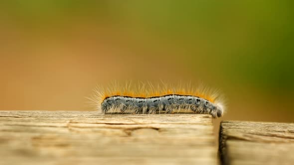 The best extreme macro close up and extreme slow motion of a Western Tent Caterpillar moth walking o