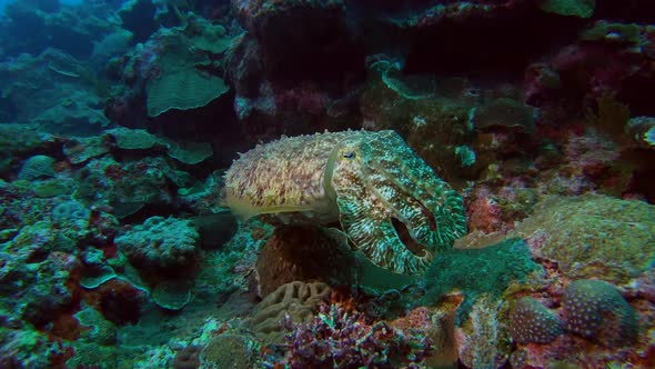 Close up shot of a Common Cuttlefish in Kume Island OKinawa Japan